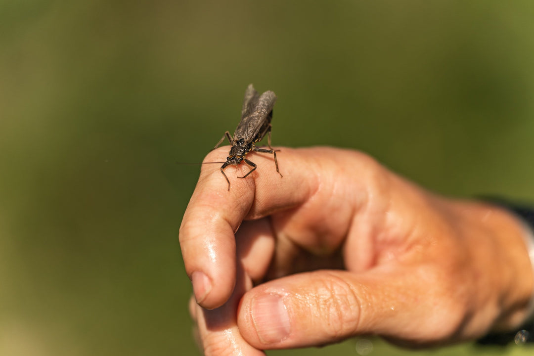 BIG BUGS ON THE WAY - Madison River Fishing Company