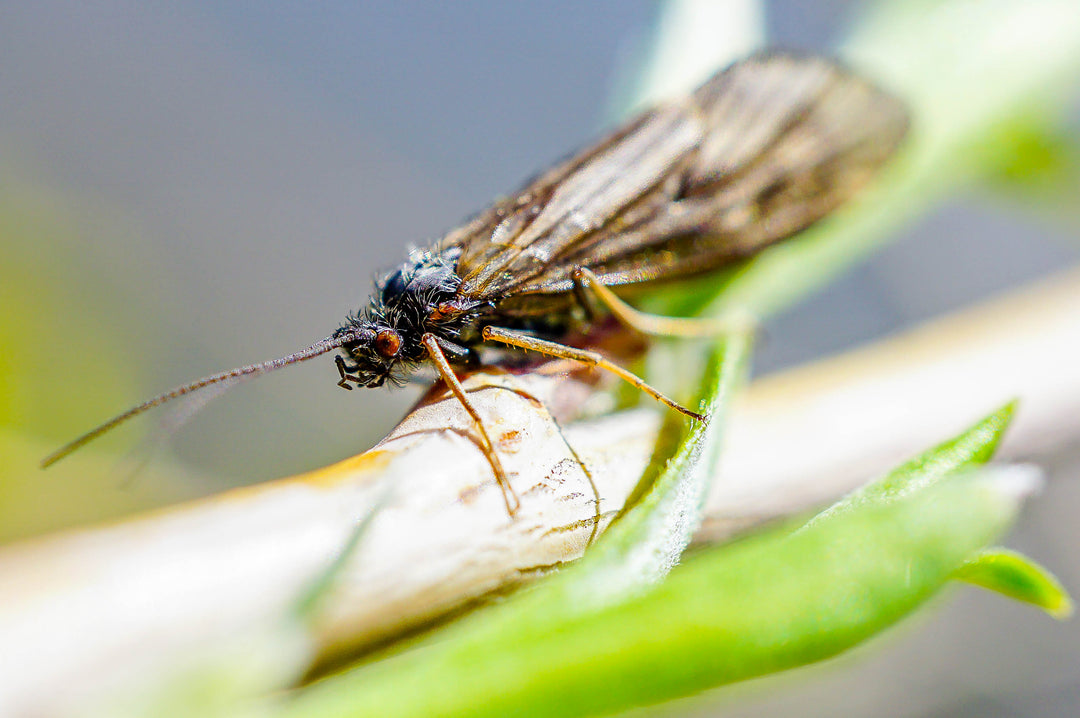 A Rising River, Caddis & March Browns - Madison River Fishing Company