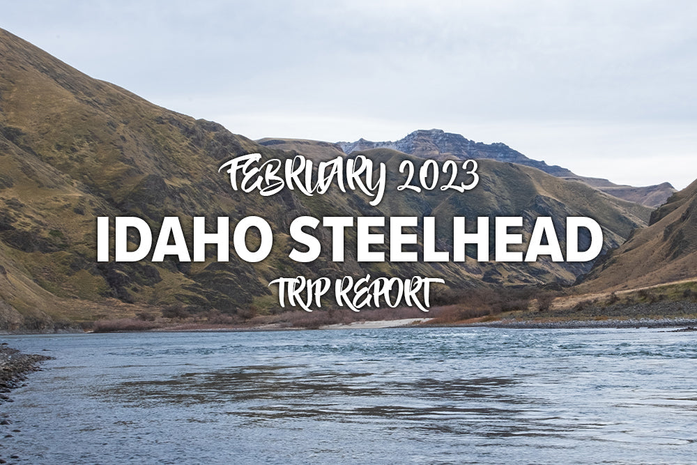 Idaho Steelhead Trip Report - Madison River Fishing Company