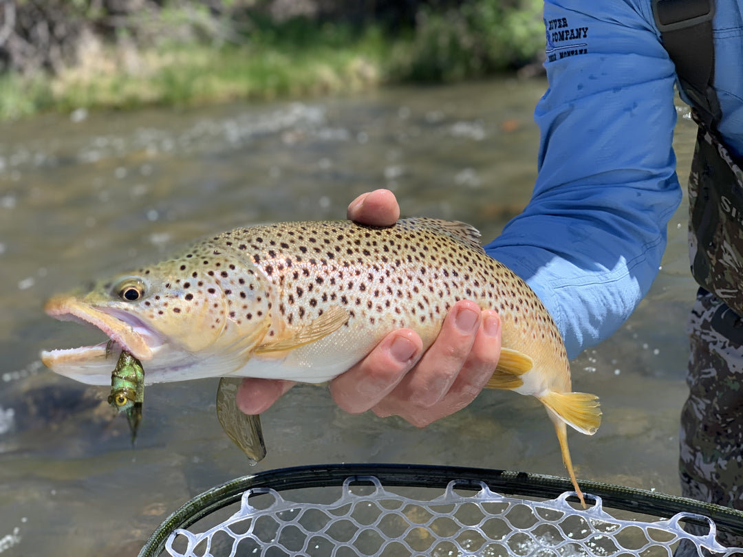 RUNOFF IS IN THE REARVIEW MIRROR - Madison River Fishing Company