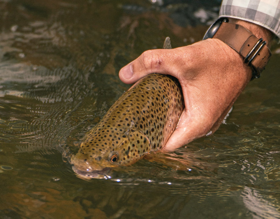 'All The Leaves Are Brown' - Madison River Fishing Company