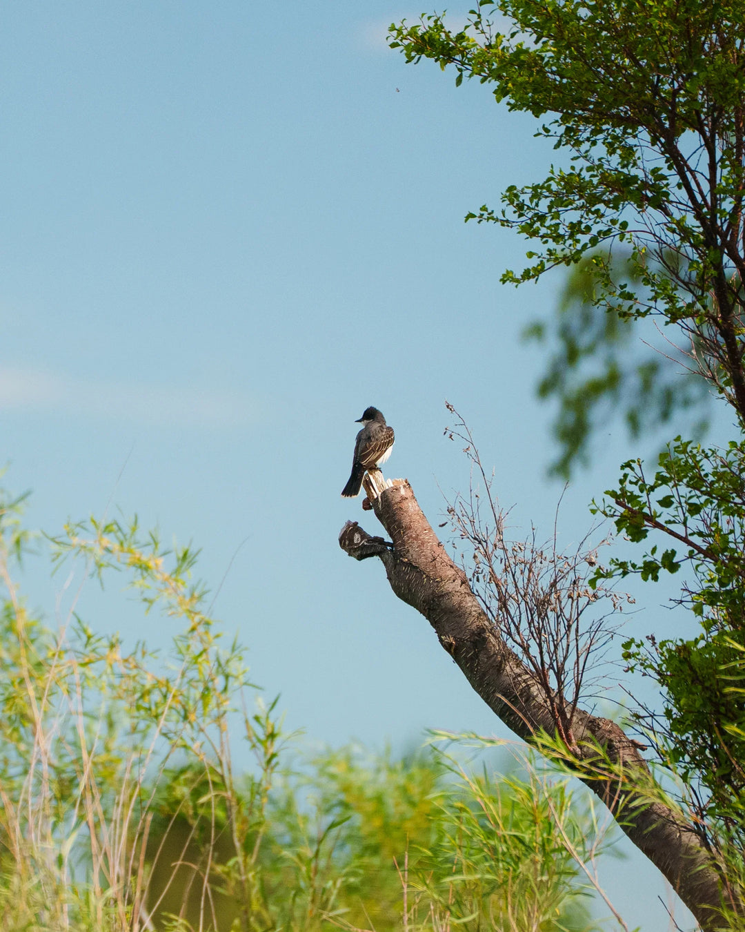 Hoppers, Ants, and a Dream