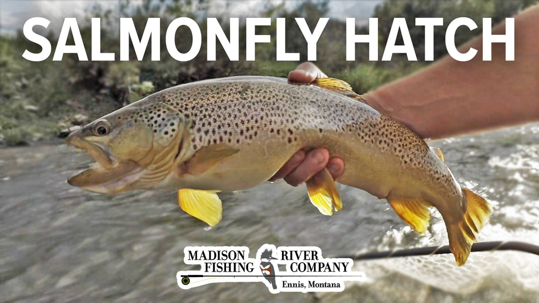Fishing the Salmonfly Hatch - Madison River Fishing Company