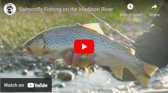 Salmonfly Fishing on the Madison River