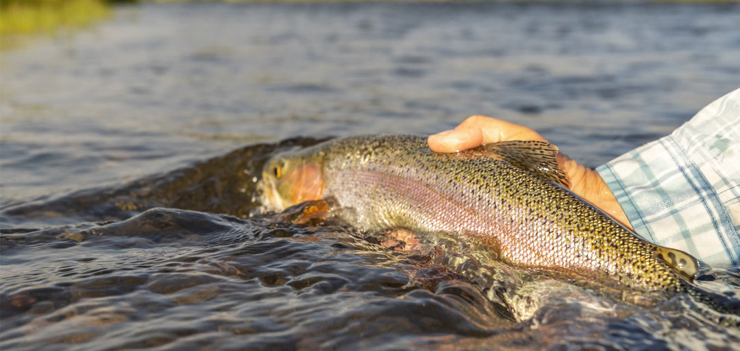 SWINGIN' UP SOMETHING NEW - Madison River Fishing Company