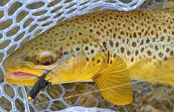 Closing Out April With Big Browns on The Madison
