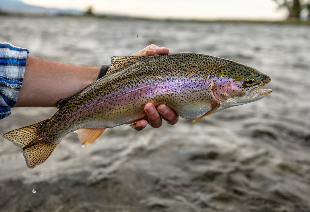 Dry Flies Galore on the Madison River