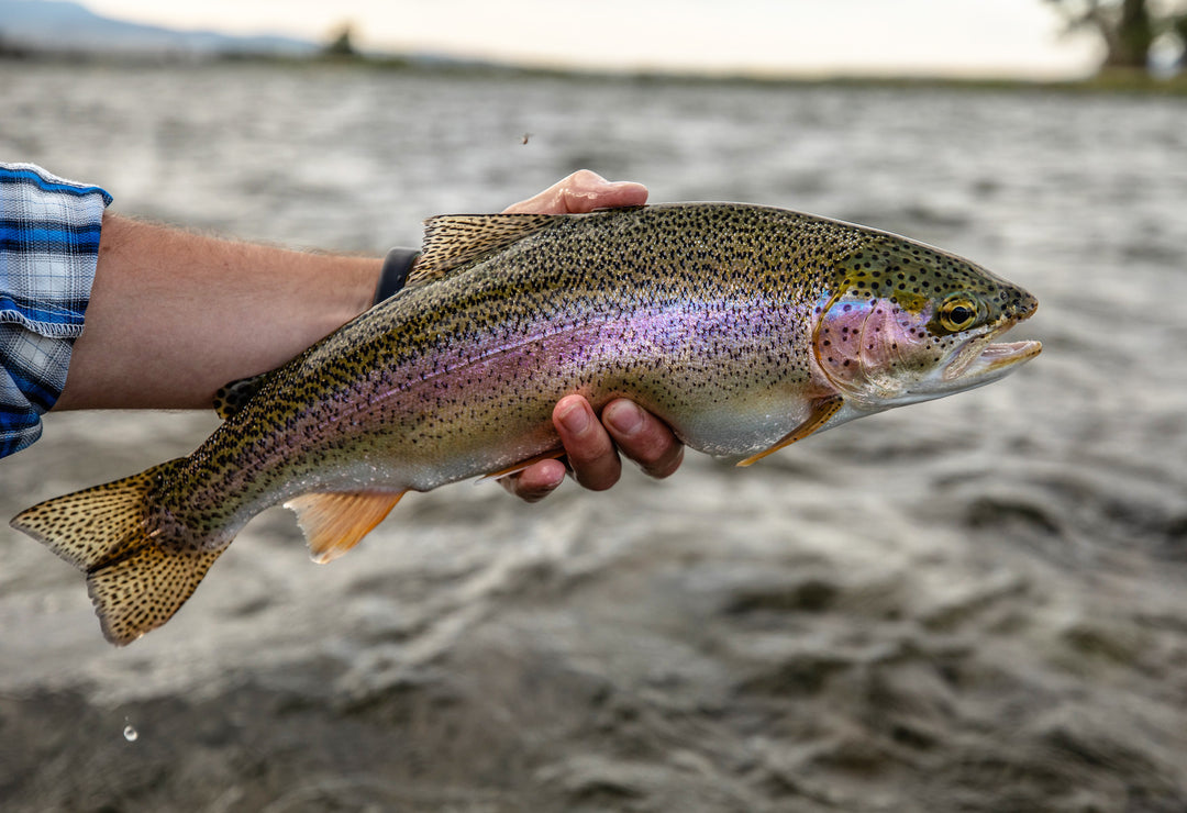 Dry Flies Galore on the Madison River - Madison River Fishing Company