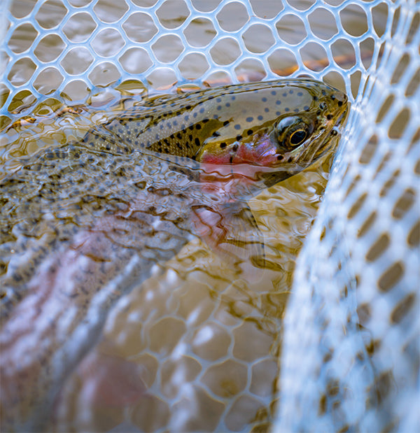 Fly Fishing Remains Strong Through October
