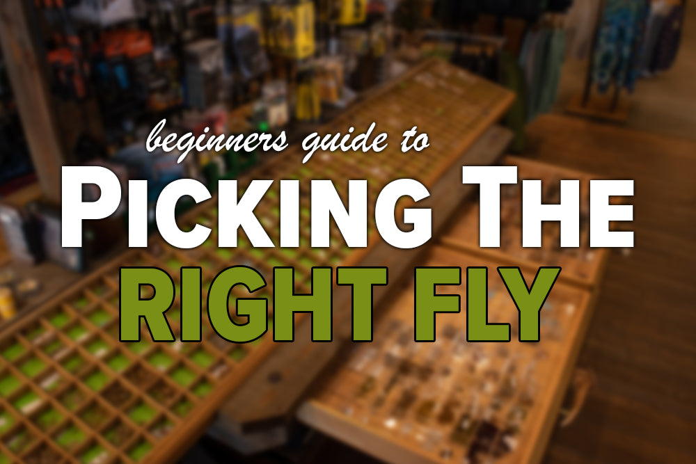 A Beginner’s Guide to Picking The Right Fly