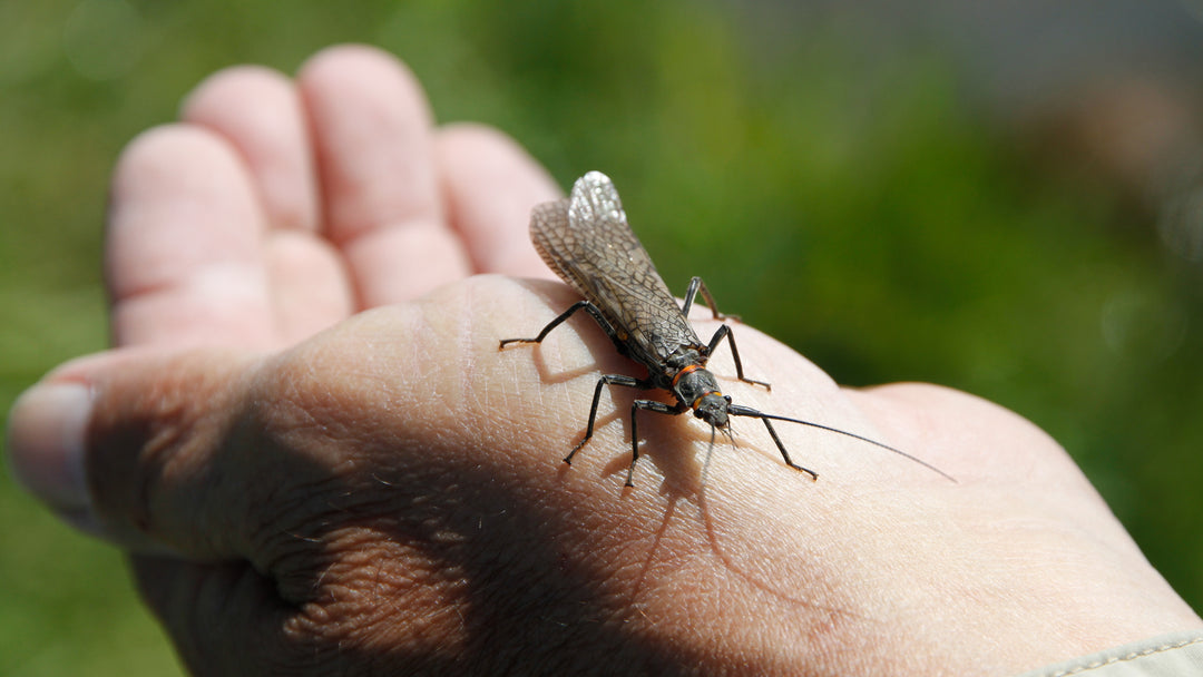 Salmonfly Hatch on the Madison River - Madison River Fishing Company