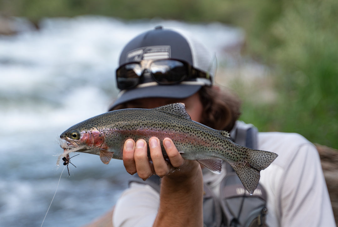 Pteronarcys Californica Stoneflies Are Here - Madison River Fishing Company