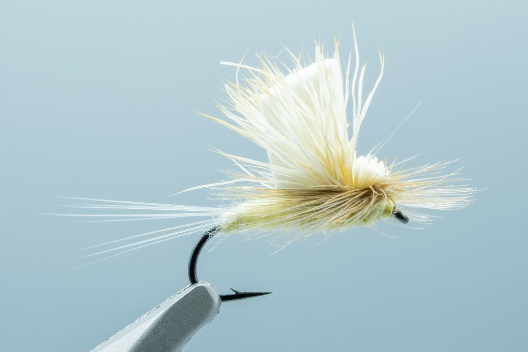 Majestic AF Rendle PMD #14