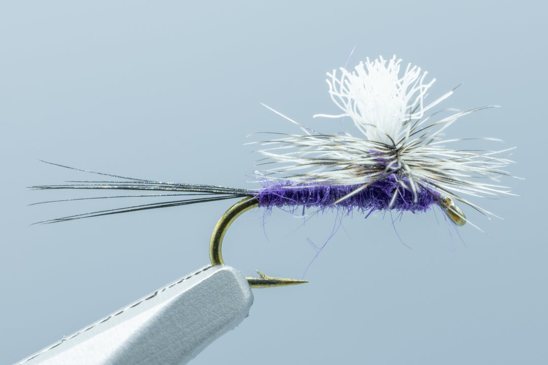 Parachute Purple Haze - 1 Doz.