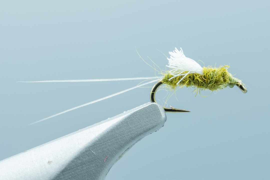 RS2 Olive - 1 Doz. #18