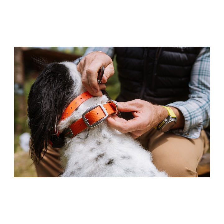 Fishpond Dog Collar Ember