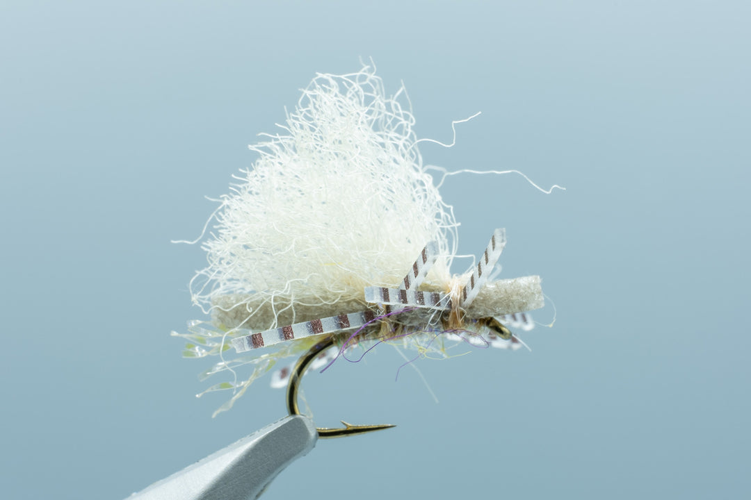 Chubby Spruce Moth #12