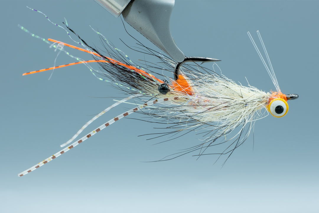 Spawning Shrimp Coyote Yellow Eyes