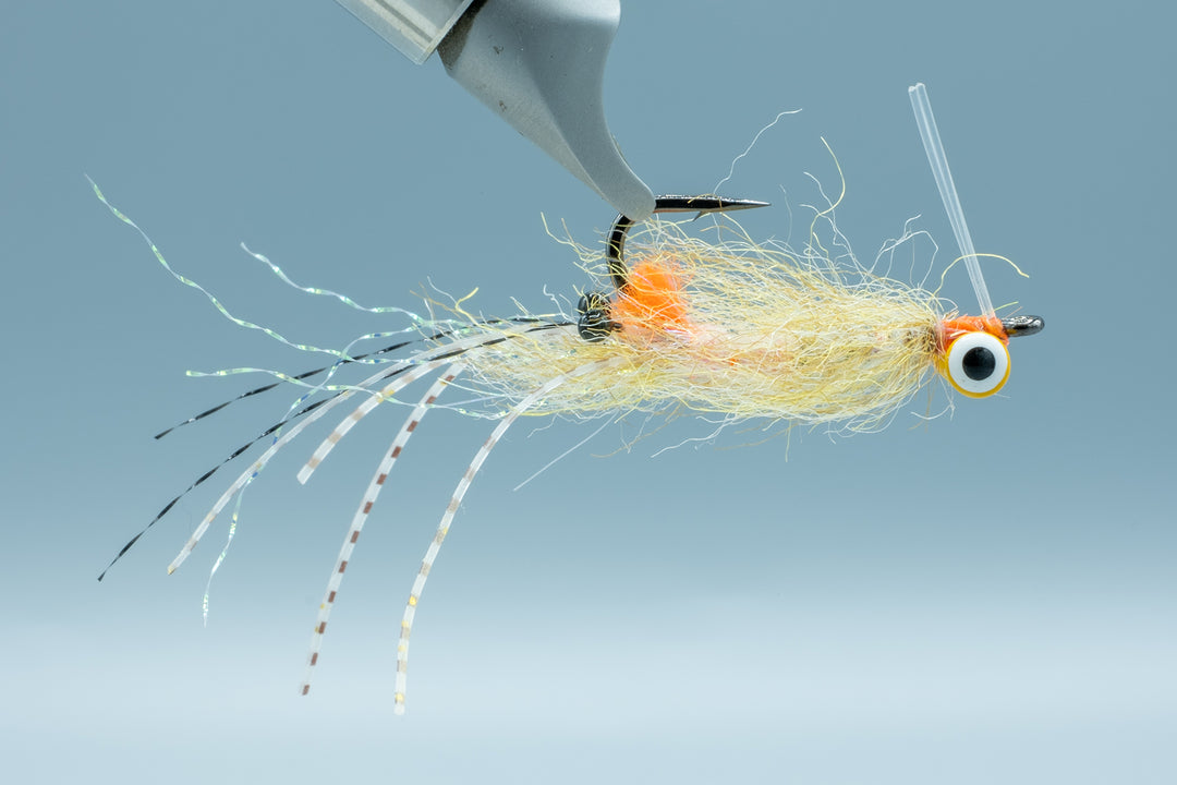 Spawning Shrimp Sand Yellow Eyes