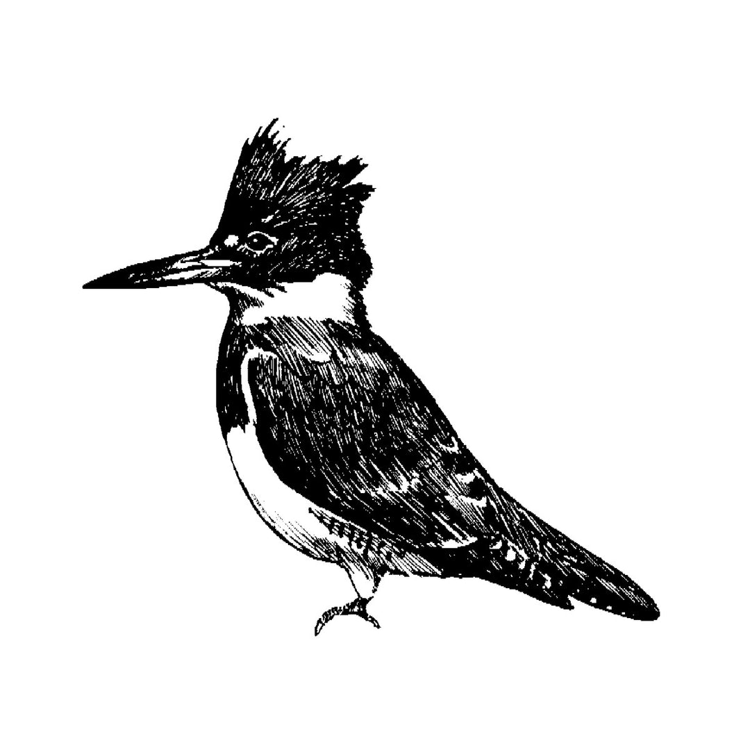 MRFC The Kingfisher Sticker