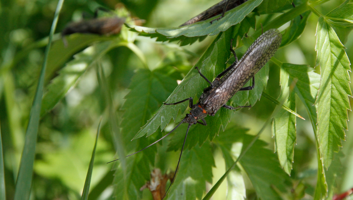 Madison River Hatches Madison River Fishing Company