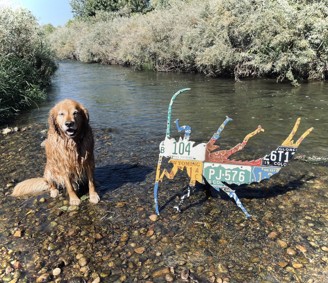 Mixed Western Stonefly License Plate Art - Madison River Fishing Company