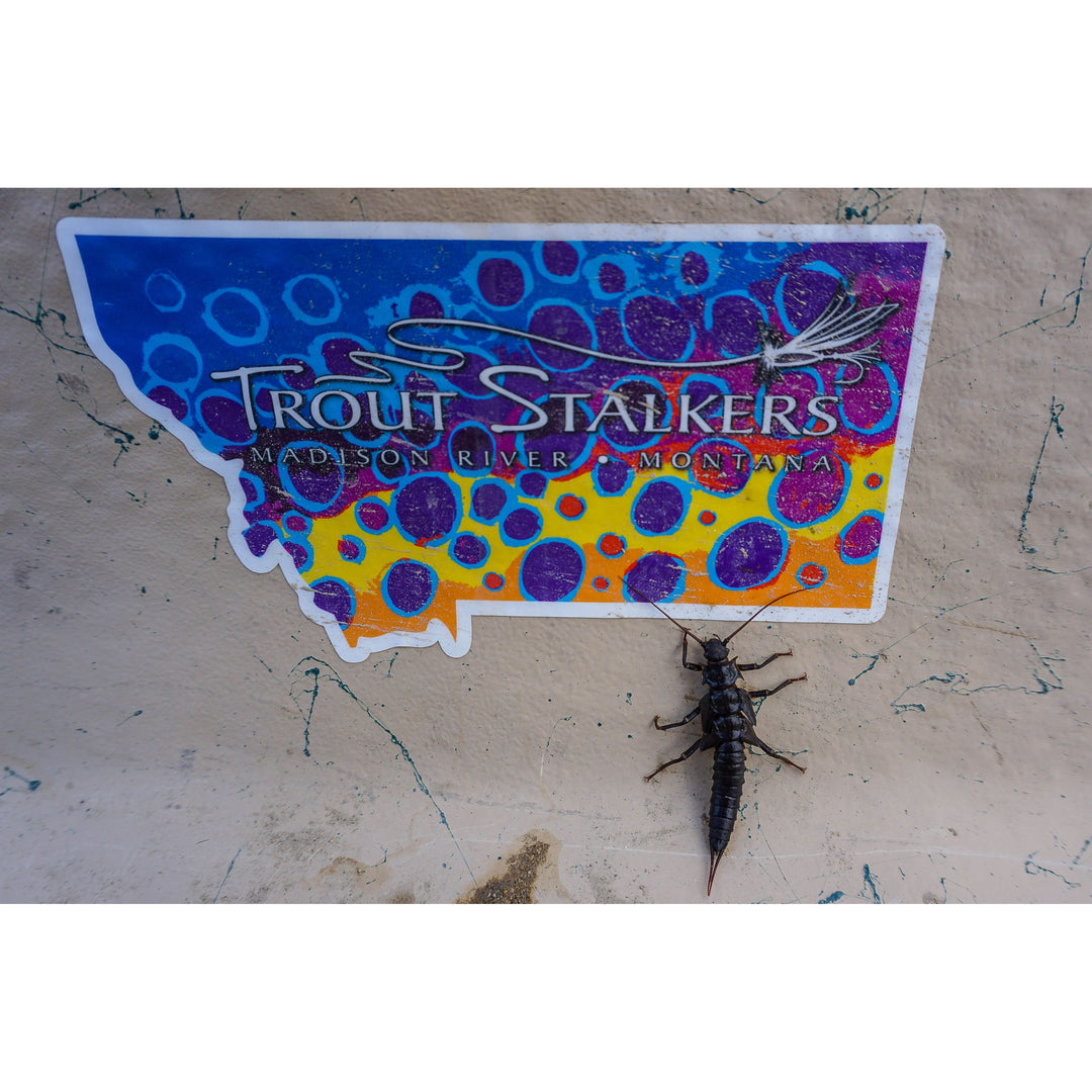 Trout Stalkers Montana Trout Skin Sticker