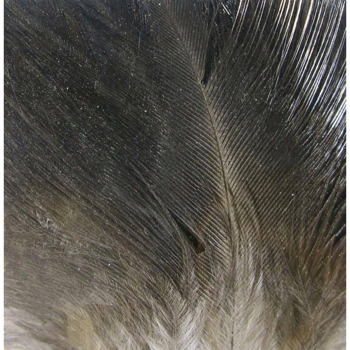 Gallo de Leon Saddle Feathers