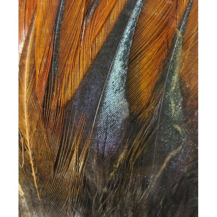 Gallo de Leon Saddle Feathers
